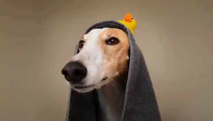 Ein Hund mit einem Handtuch