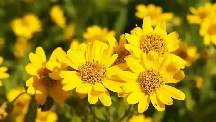 Arnika-Blüten
