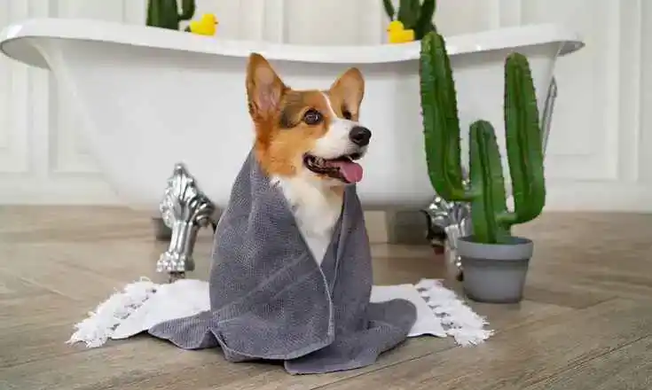 Ein Hund im Bad