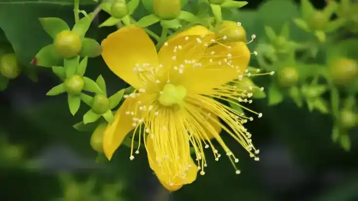 Johanniskraut-Blüte