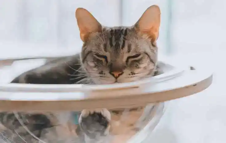 Eine Katze in einer Schüssel