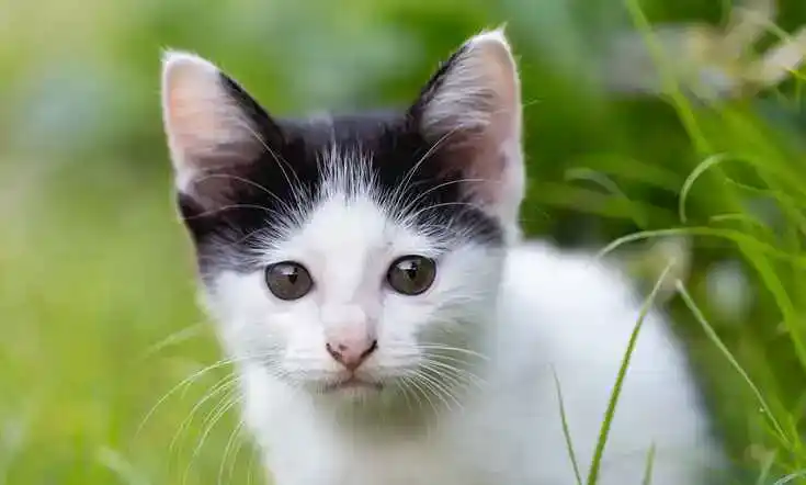 Kleine Katze im Gras