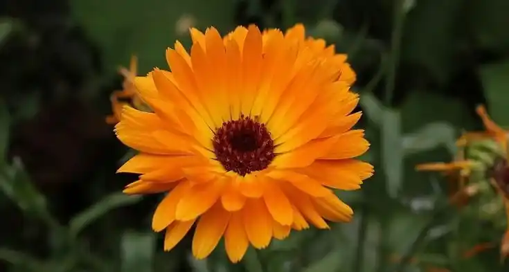 Die gelbe Ringelblume