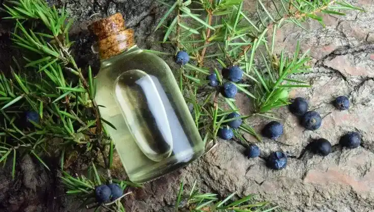 Wacholderbeeren und Öl