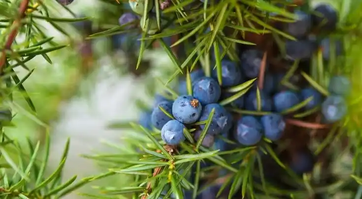 Wacholderbeeren für Wacholderöl