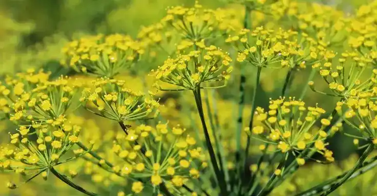 Die Fenchel-Blüte